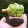 AHB-V9-08_06 AHB Series 9 - Emerald Tree Boa – Corallus caninus | Snake