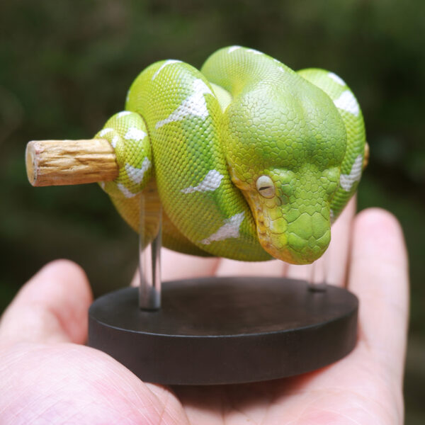 AHB-V9-08_06 AHB Series 9 - Emerald Tree Boa – Corallus caninus | Snake