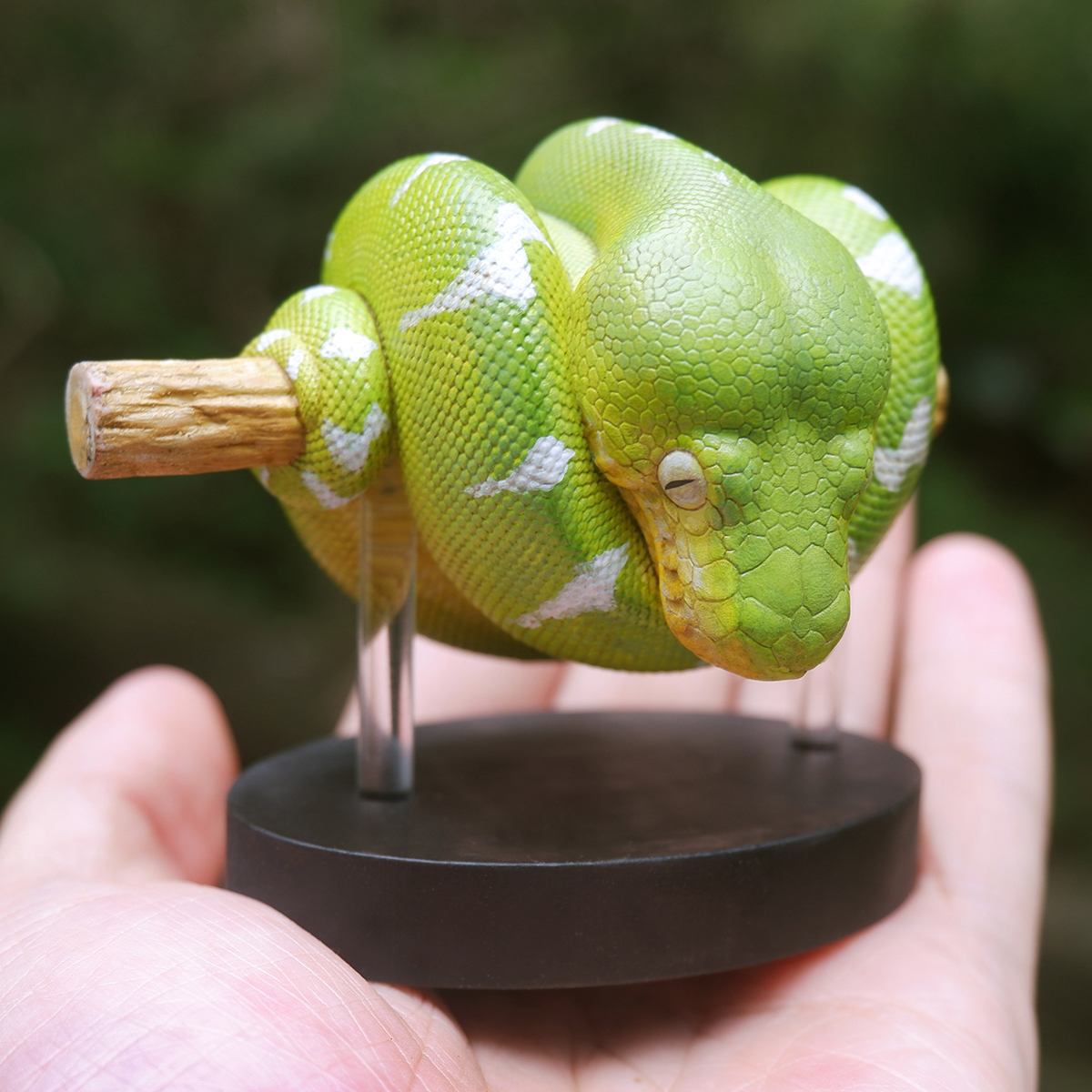 AHB-V9-08_06 AHB Series 9 - Emerald Tree Boa – Corallus caninus | Snake