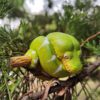 AHB-V9-08_07 AHB Series 9 - Emerald Tree Boa – Corallus caninus | Snake