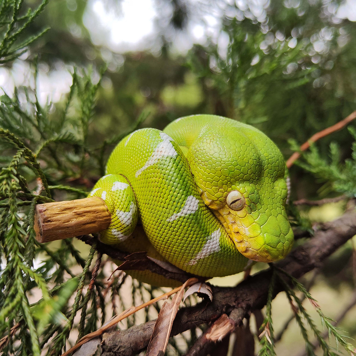 AHB Series 9 - Emerald Tree Boa – Corallus caninus | Snake