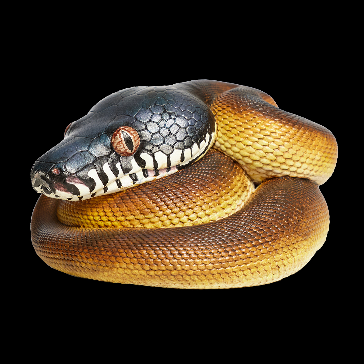 AHB Series 9 - White-lipped Python – Leiopython albertisii | Snake
