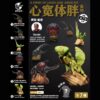 AHB Series 7 - Chinese Mantis – Tenodera sinensis | Insect