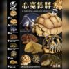 AHB Series 3 - African Spurred Tortoise (Male) – Centrochelys sulcata | Turtle