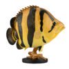 AHB-FISH-V21-01_05 AHB Series 21 - Siamese Tiger Fish – Datnioides pulcher | Fish
