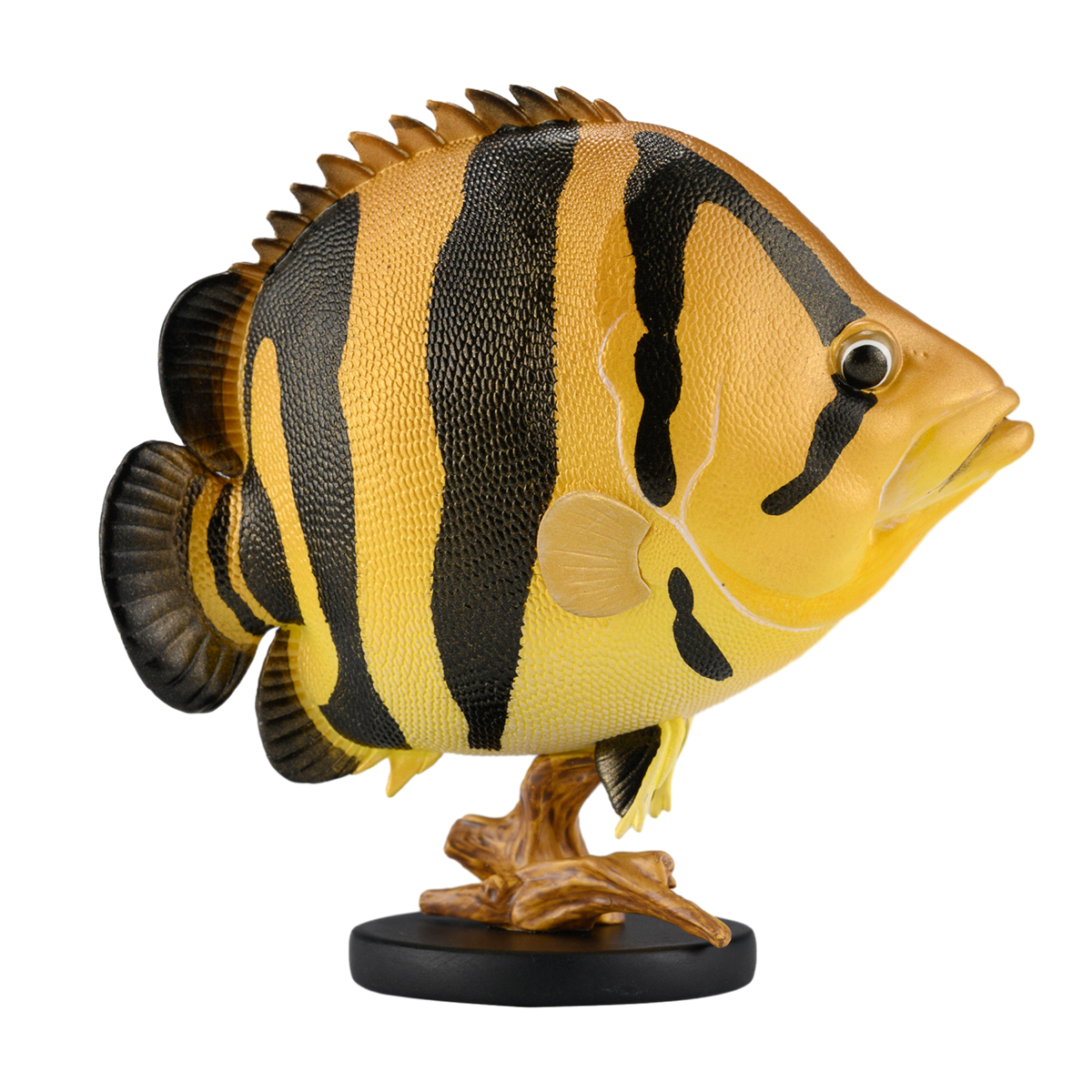 AHB-FISH-V21-01_05 AHB Series 21 - Siamese Tiger Fish – Datnioides pulcher | Fish