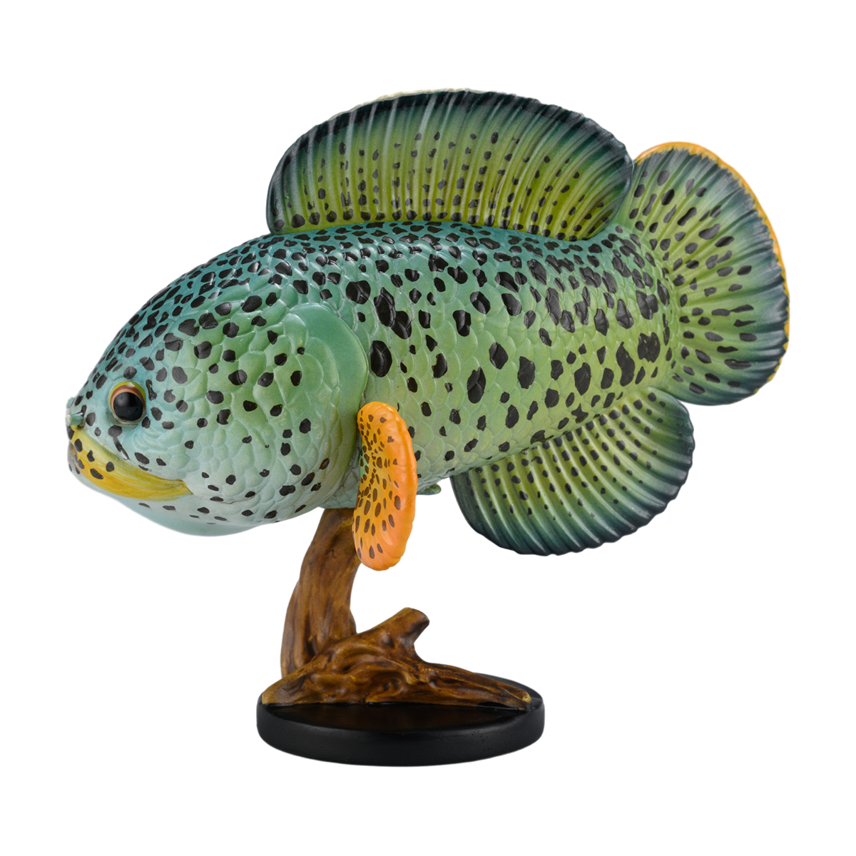 AHB Series 21 - Barca Snakehead – Channa barca | Fish