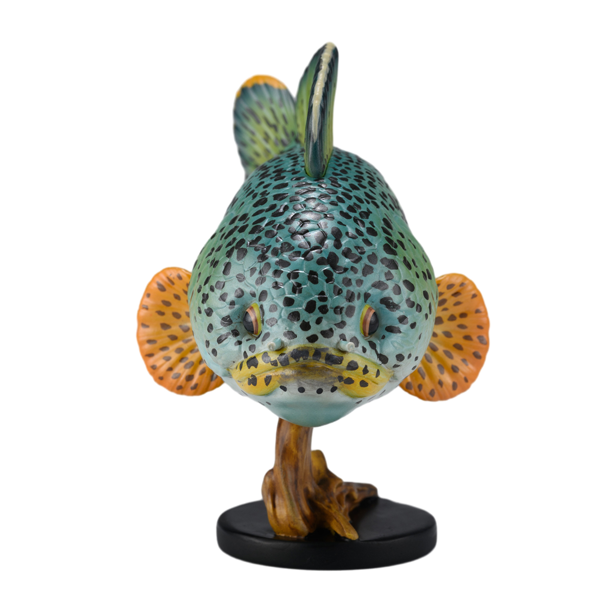 AHB Series 21 - Barca Snakehead – Channa barca | Fish