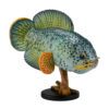 AHB Series 21 - Barca Snakehead – Channa barca | Fish