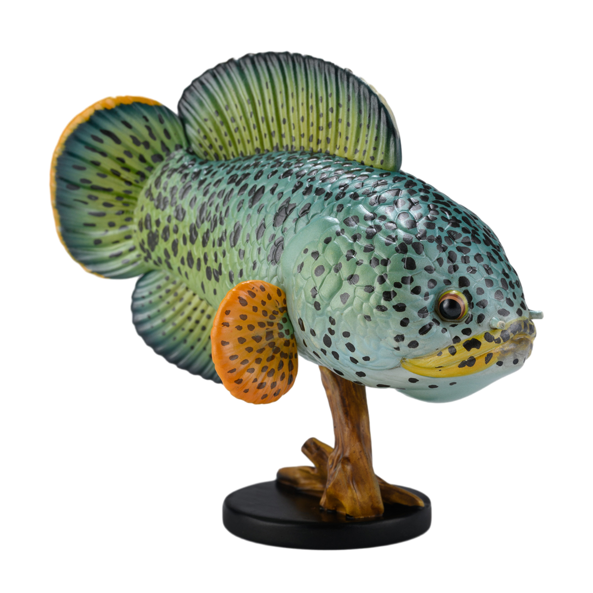 AHB Series 21 - Barca Snakehead – Channa barca | Fish