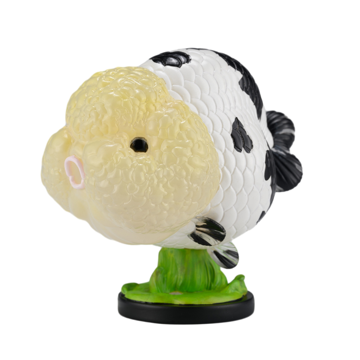 AHB Series 21 - Milk Cow Ranchu Goldfish – Carassius auratus | Fish