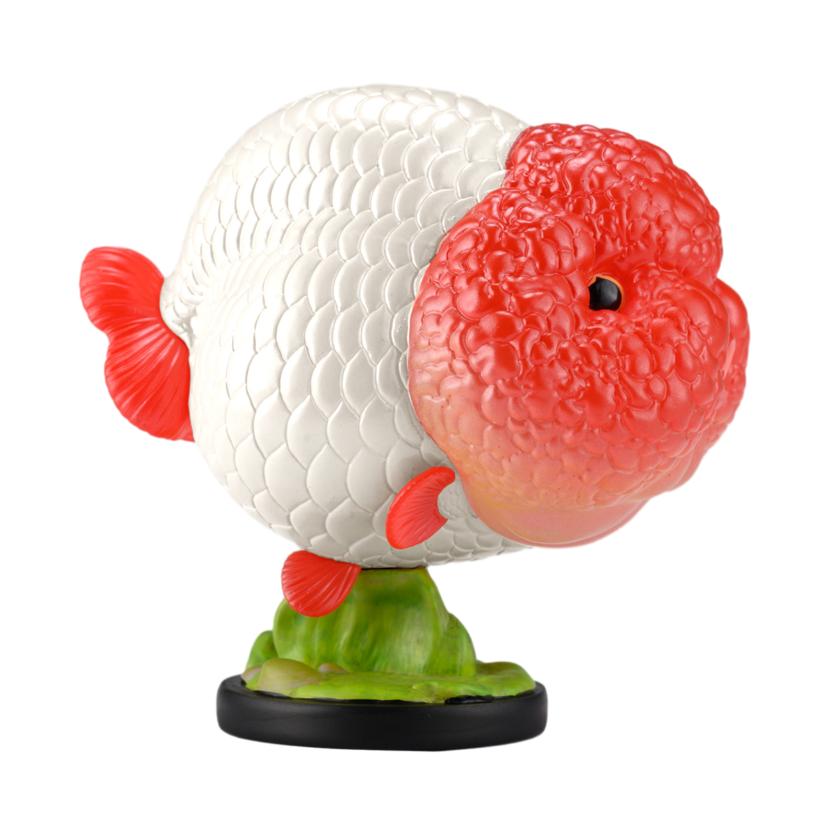 AHB Series 21 - Red Head Ranchu Goldfish – Carassius auratus | Fish