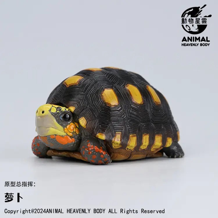 AHB Series 22 - Red-footed Tortoise – Geochelone carbonaria | Turtle
