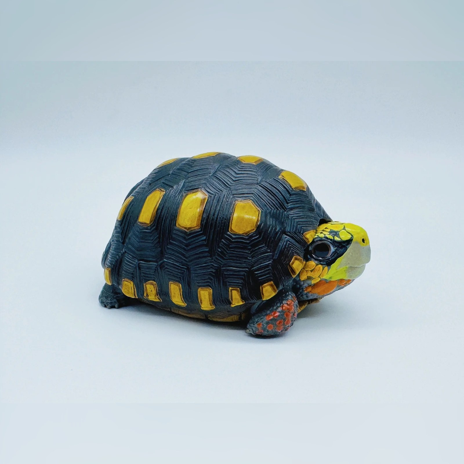 AHB Series 22 - Red-footed Tortoise – Geochelone carbonaria | Turtle