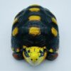 AHB Series 22 - Red-footed Tortoise – Geochelone carbonaria | Turtle