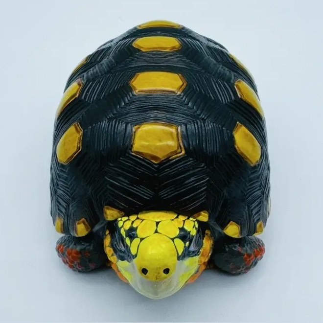 AHB Series 22 - Red-footed Tortoise – Geochelone carbonaria | Turtle