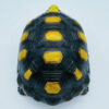 AHB Series 22 - Red-footed Tortoise – Geochelone carbonaria | Turtle