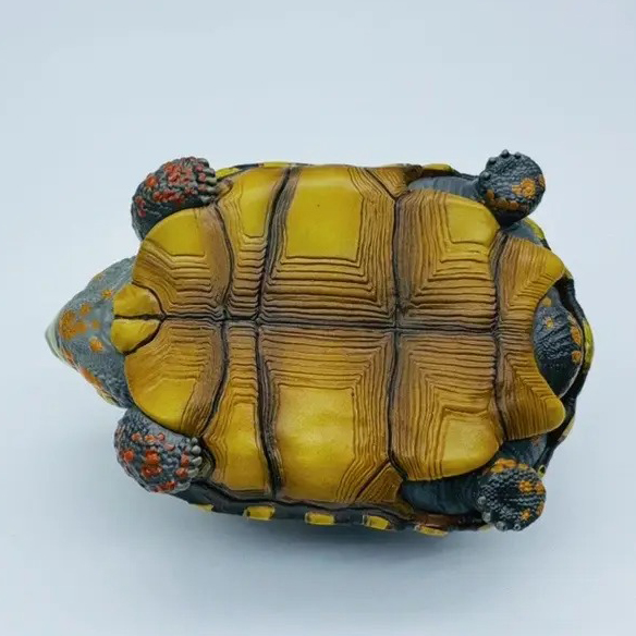 AHB Series 22 - Red-footed Tortoise – Geochelone carbonaria | Turtle