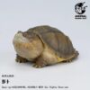 AHB-V22-02-01 AHB Series 22 - Florida Snapping Turtle – Chelydra serpentina | Turtle