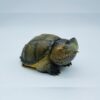 AHB-V22-02-02-6b5ec5d0 AHB Series 22 - Florida Snapping Turtle – Chelydra serpentina | Turtle