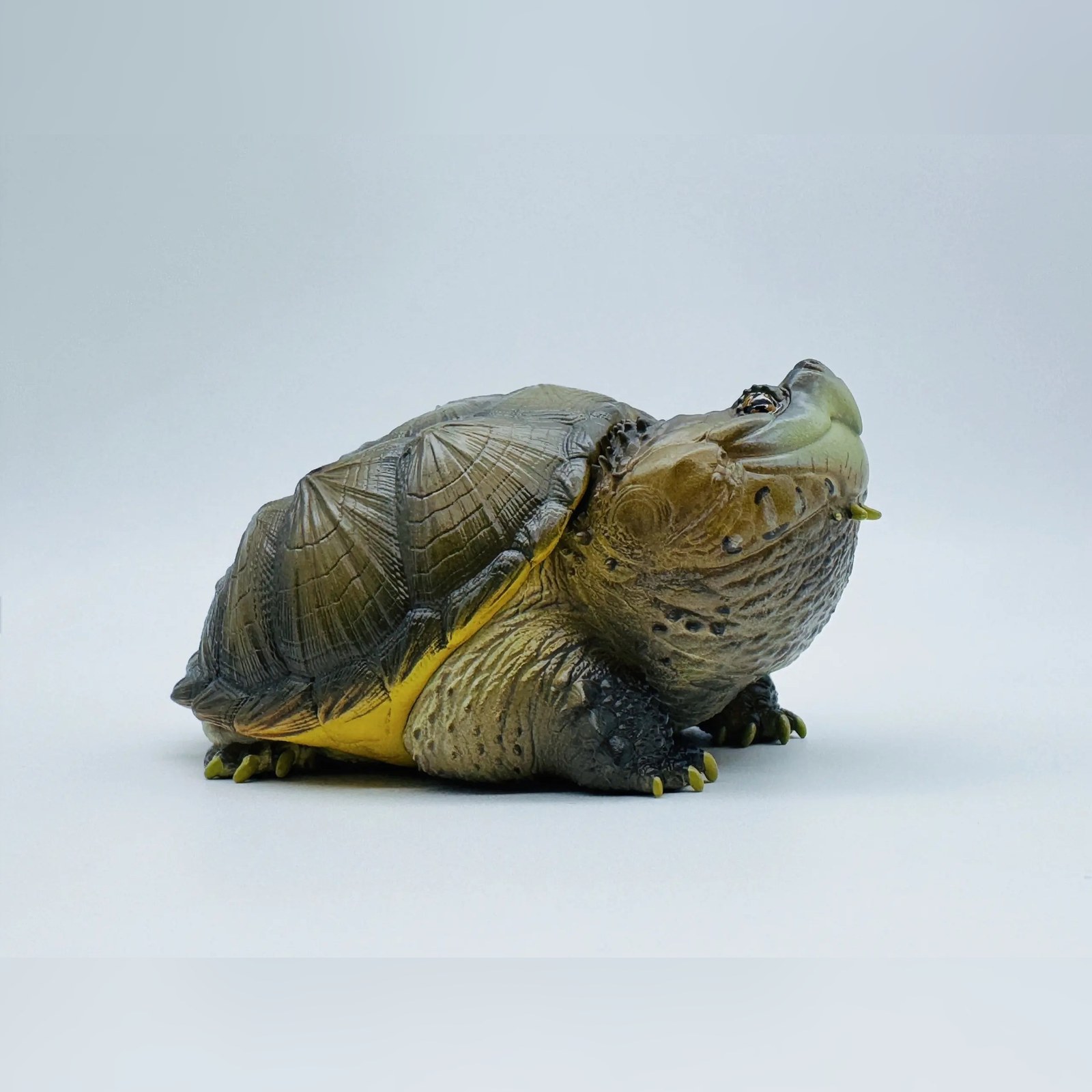 AHB-V22-02-03-1d435900 AHB Series 22 - Florida Snapping Turtle – Chelydra serpentina | Turtle