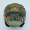 AHB-V22-02-04 AHB Series 22 - Florida Snapping Turtle – Chelydra serpentina | Turtle