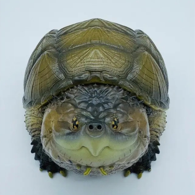 AHB-V22-02-04 AHB Series 22 - Florida Snapping Turtle – Chelydra serpentina | Turtle