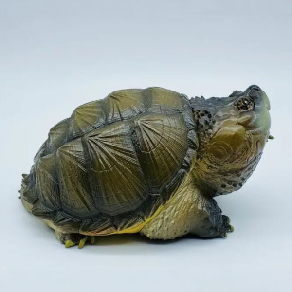 AHB Series 22 - Florida Snapping Turtle – Chelydra serpentina | Turtle