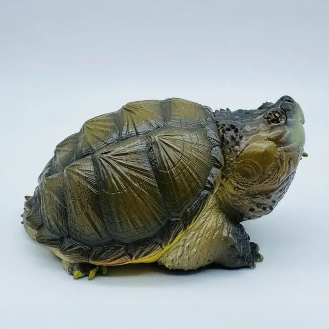 AHB-V22-02-06 AHB Series 22 - Florida Snapping Turtle – Chelydra serpentina | Turtle