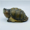 AHB-V22-02-07 AHB Series 22 - Florida Snapping Turtle – Chelydra serpentina | Turtle