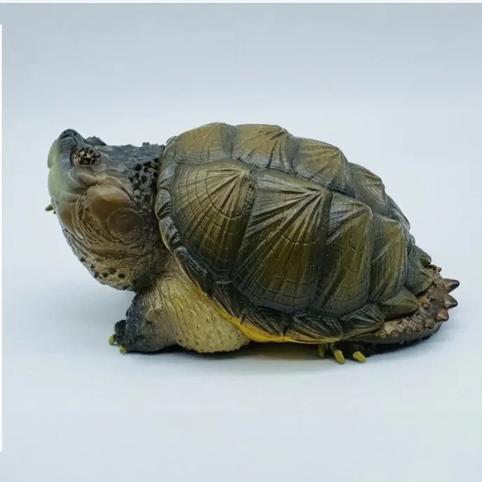 AHB-V22-02-07 AHB Series 22 - Florida Snapping Turtle – Chelydra serpentina | Turtle
