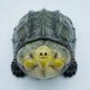 AHB-V22-03-04 AHB Series 22 - Alligator Snapping Turtle – Macrochelys temminckii | Turtle