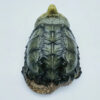 AHB-V22-03-05 AHB Series 22 - Alligator Snapping Turtle – Macrochelys temminckii | Turtle