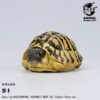 AHB-V22-04-01 AHB Series 22 - Hermann’s Tortoise – Testudo hermanni boettgeri | Turtle