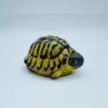AHB-V22-04-02-52b18b48 AHB Series 22 - Hermann’s Tortoise – Testudo hermanni boettgeri | Turtle