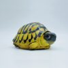AHB-V22-04-03-d0e93937 AHB Series 22 - Hermann’s Tortoise – Testudo hermanni boettgeri | Turtle