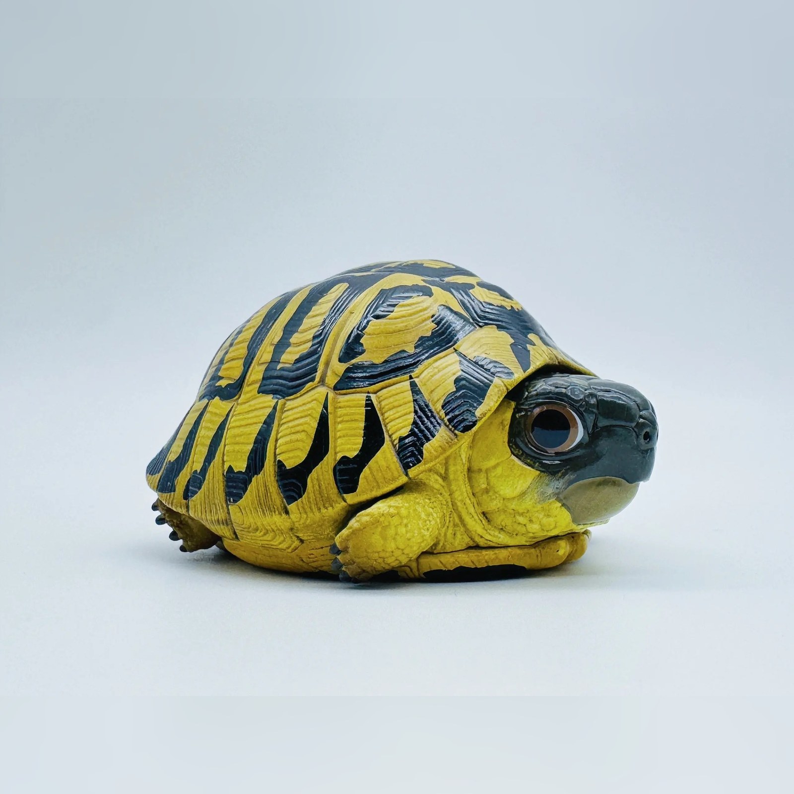 AHB-V22-04-03-d0e93937 AHB Series 22 - Hermann’s Tortoise – Testudo hermanni boettgeri | Turtle