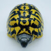 AHB-V22-04-04 AHB Series 22 - Hermann’s Tortoise – Testudo hermanni boettgeri | Turtle
