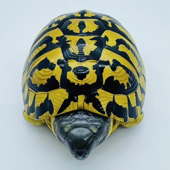 AHB-V22-04-04 AHB Series 22 - Hermann’s Tortoise – Testudo hermanni boettgeri | Turtle
