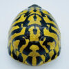 AHB-V22-04-05 AHB Series 22 - Hermann’s Tortoise – Testudo hermanni boettgeri | Turtle