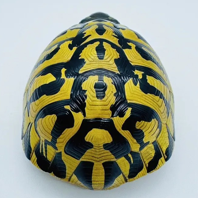 AHB-V22-04-05 AHB Series 22 - Hermann’s Tortoise – Testudo hermanni boettgeri | Turtle