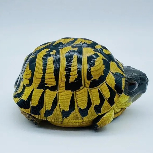 AHB-V22-04-06 AHB Series 22 - Hermann’s Tortoise – Testudo hermanni boettgeri | Turtle