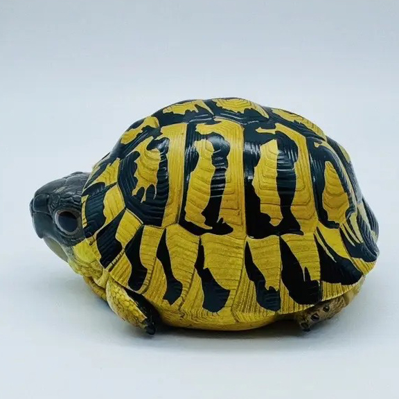 AHB-V22-04-07 AHB Series 22 - Hermann’s Tortoise – Testudo hermanni boettgeri | Turtle