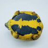 AHB-V22-04-08 AHB Series 22 - Hermann’s Tortoise – Testudo hermanni boettgeri | Turtle
