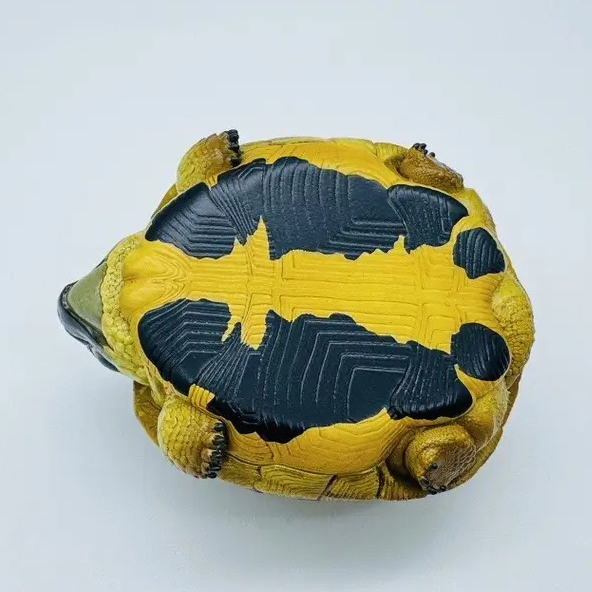 AHB-V22-04-08 AHB Series 22 - Hermann’s Tortoise – Testudo hermanni boettgeri | Turtle