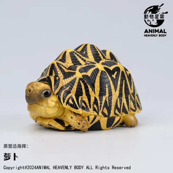 AHB-V22-05-01 AHB Series 22 - Indian Star Tortoise – Geochelone elegans | Turtle
