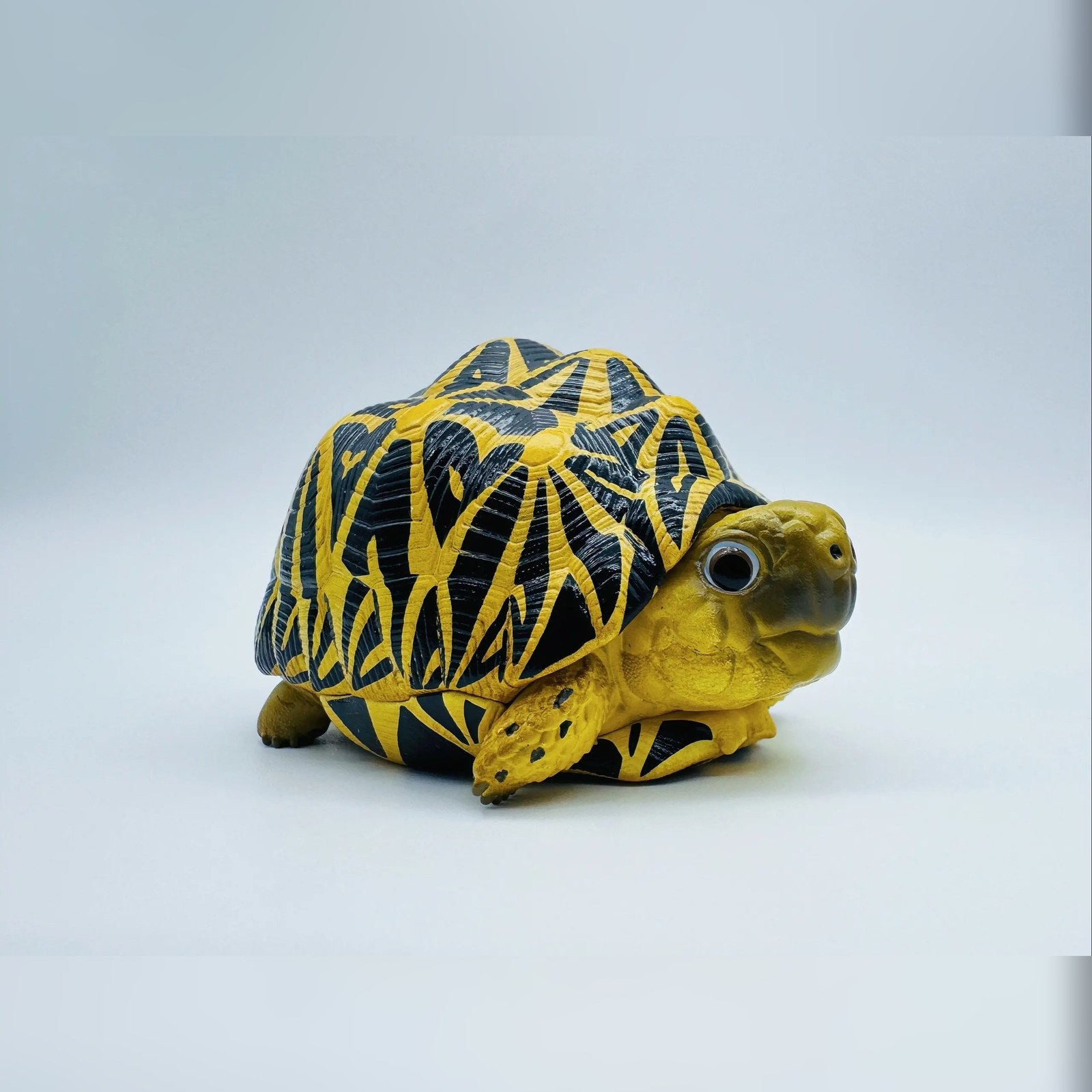 AHB Series 22 - Indian Star Tortoise – Geochelone elegans | Turtle