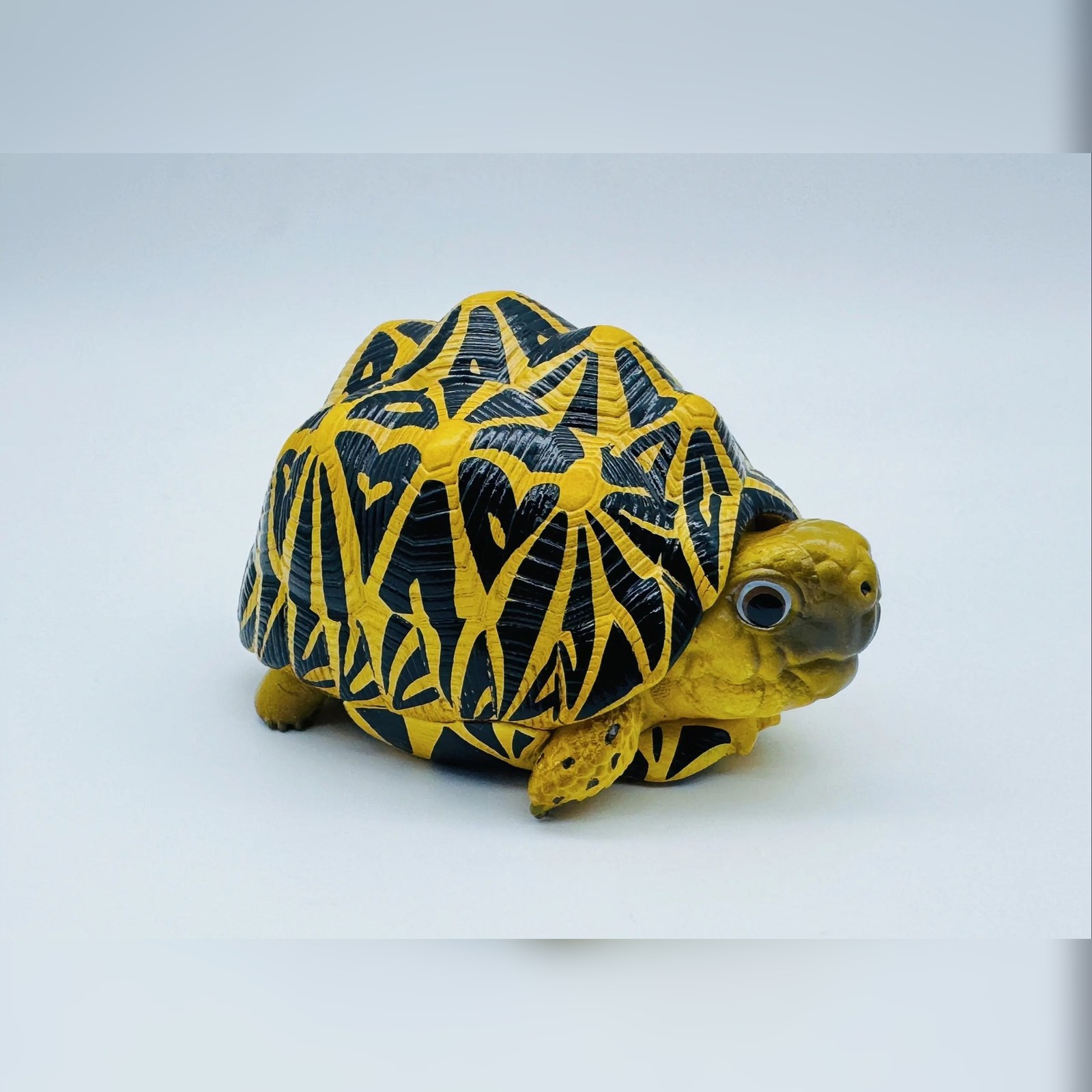 AHB Series 22 - Indian Star Tortoise – Geochelone elegans | Turtle