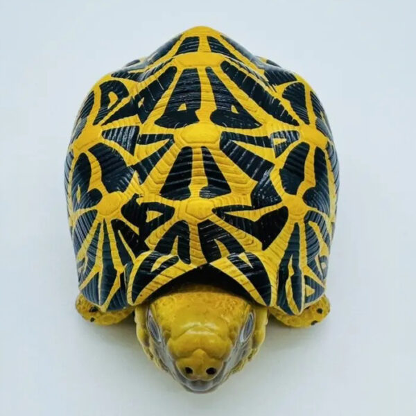 AHB-V22-05-04 AHB Series 22 - Indian Star Tortoise – Geochelone elegans | Turtle