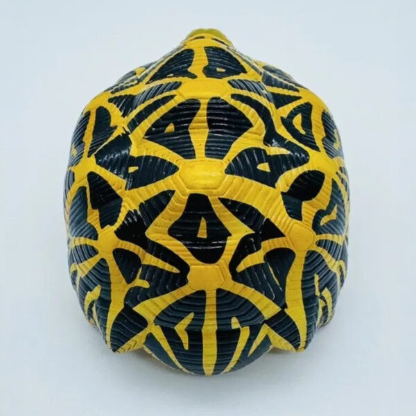 AHB-V22-05-05 AHB Series 22 - Indian Star Tortoise – Geochelone elegans | Turtle